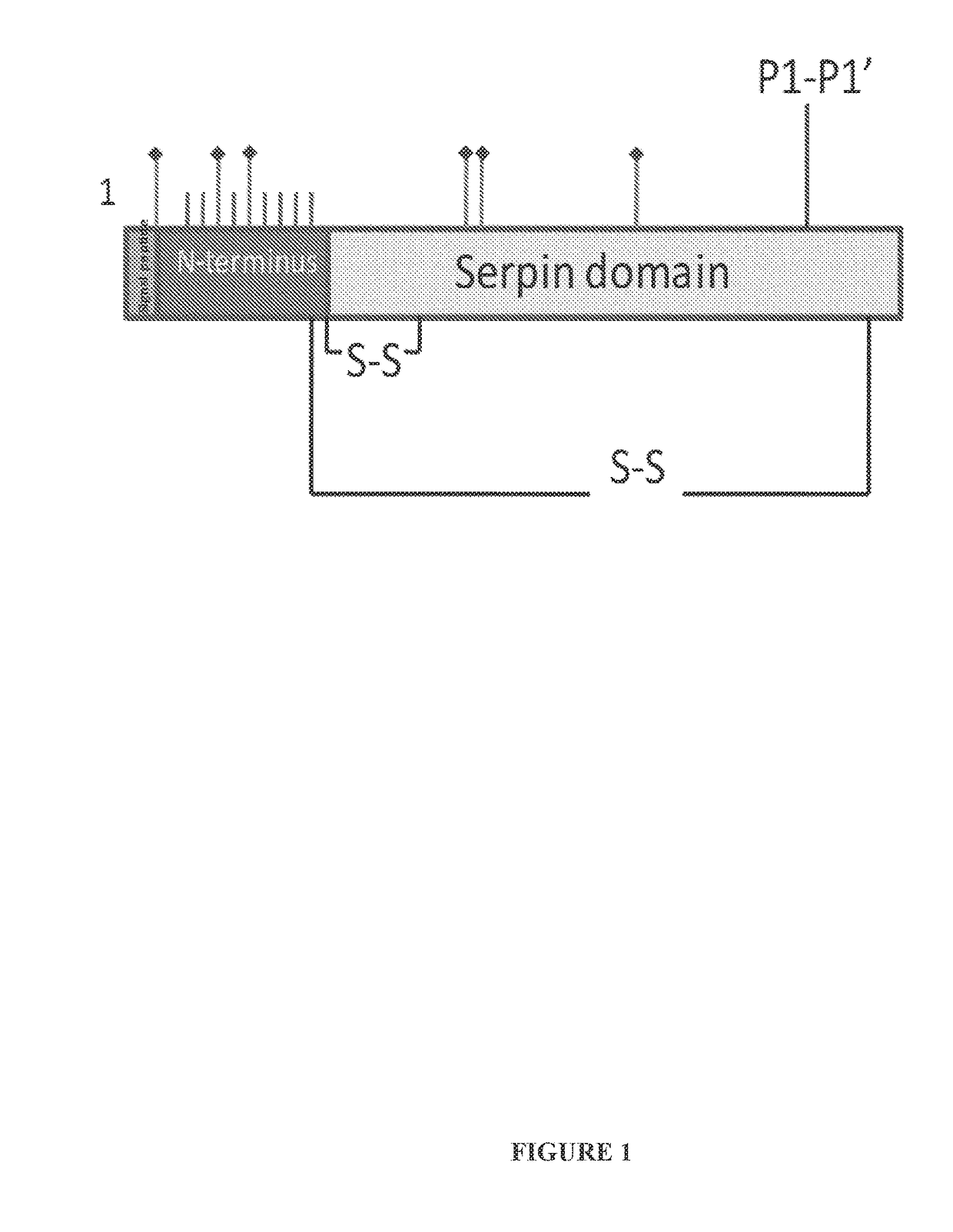 Recombinant human c1 esterase inhibitor and uses thereof