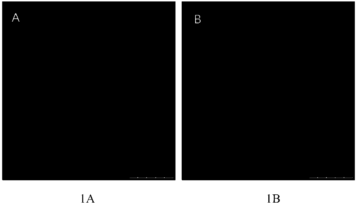 Magnetic resonance imaging contrast agent as well as preparation method and application thereof