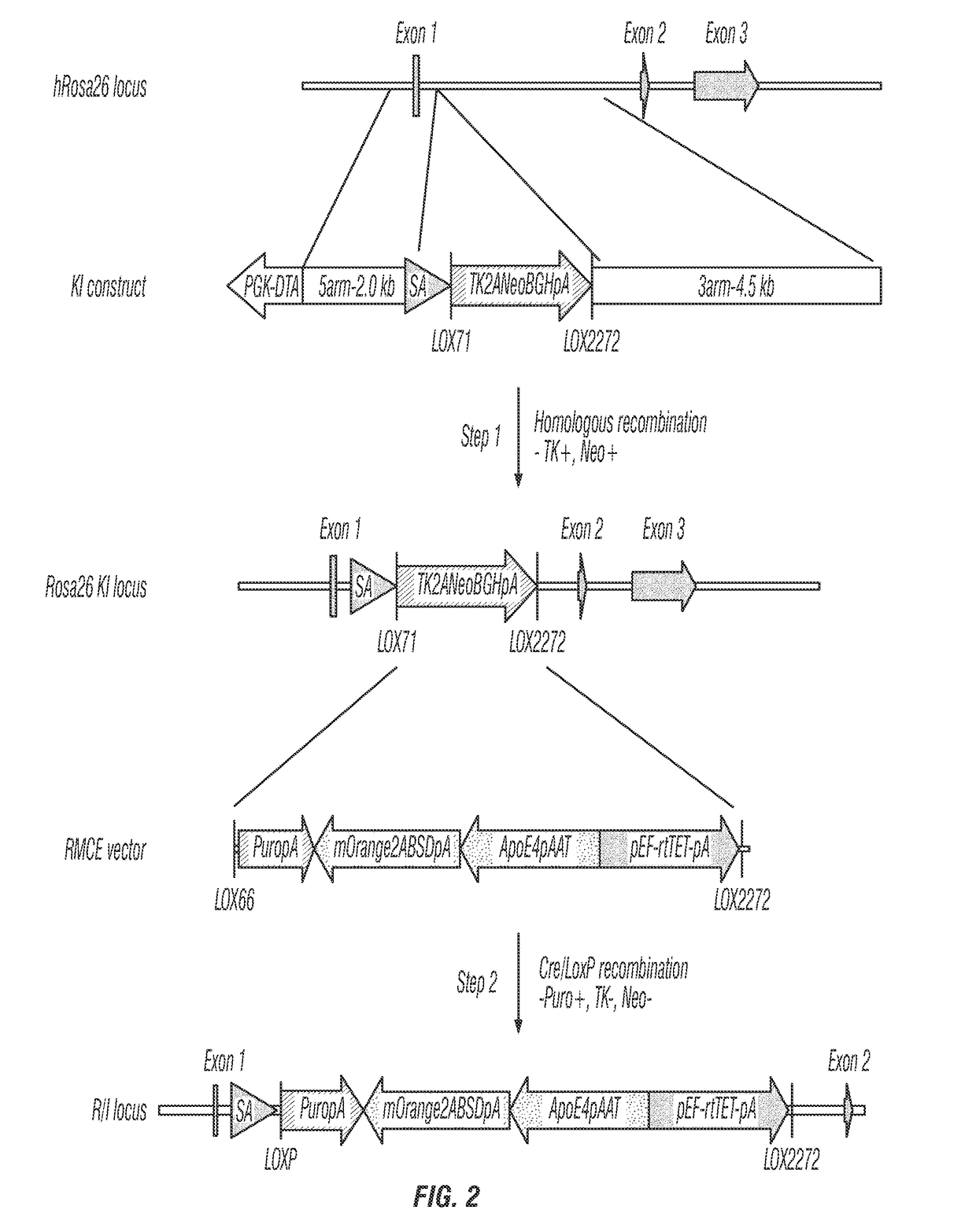 Hepatocyte production via forward programming by combined genetic and chemical engineering