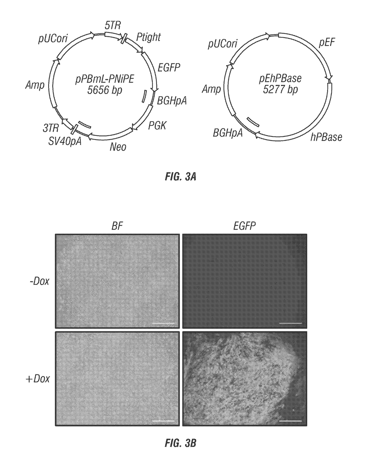 Hepatocyte production via forward programming by combined genetic and chemical engineering