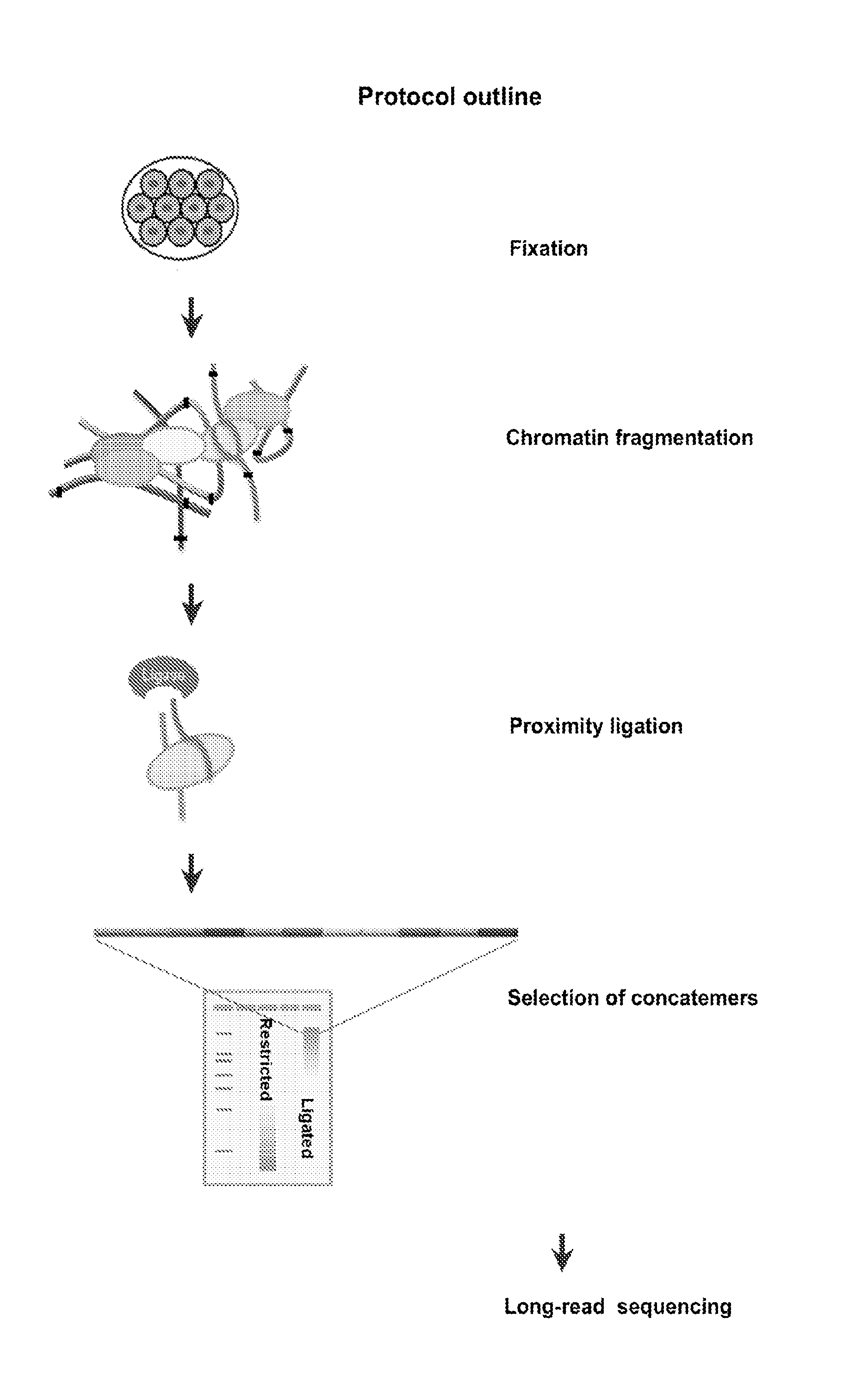 Methods of Determining Multiple Interactions Between Nucleic Acids in a Cell