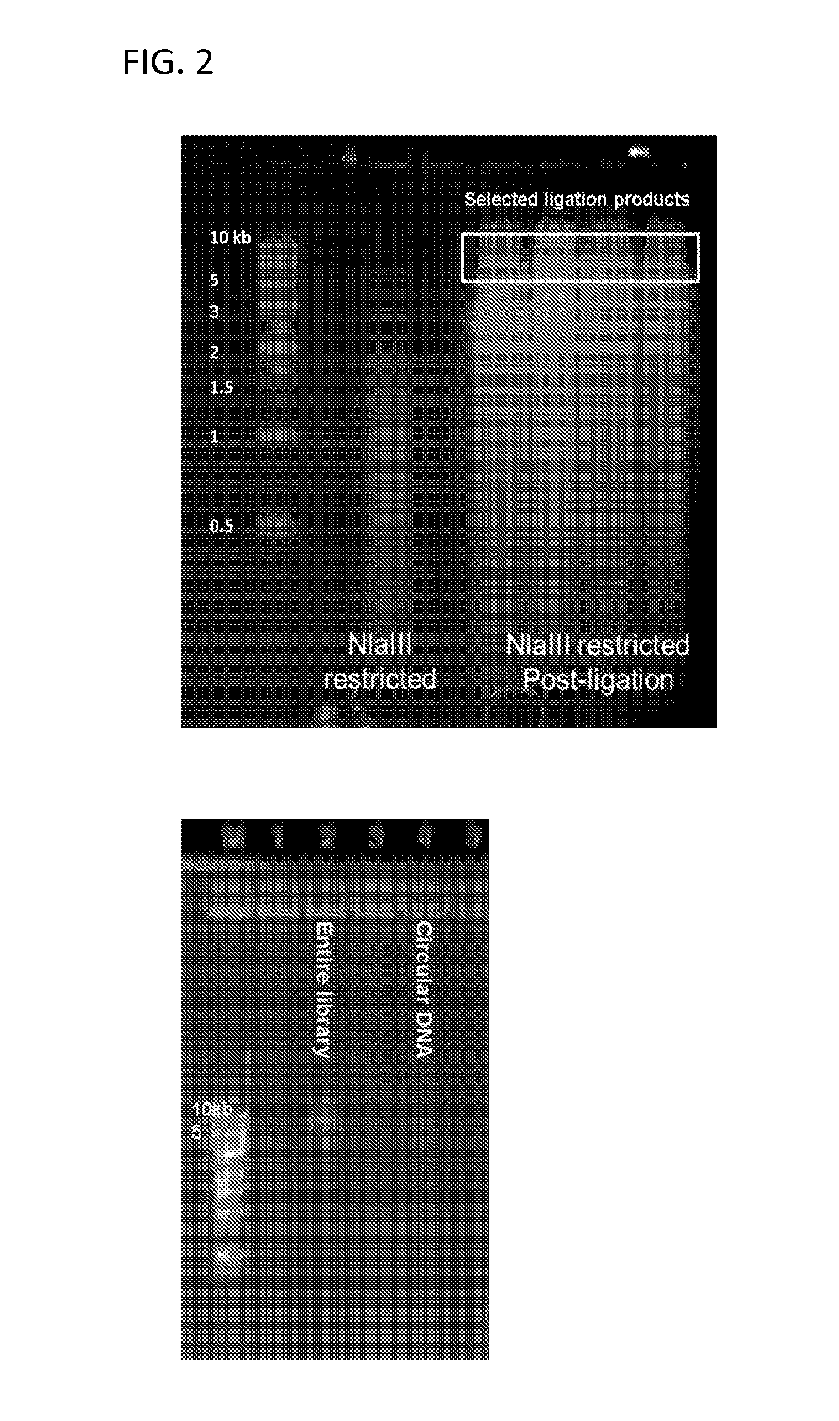 Methods of Determining Multiple Interactions Between Nucleic Acids in a Cell