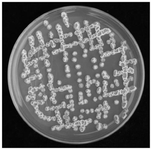 Bacterial strain and application thereof in prevention and treatment of fusarium wilt