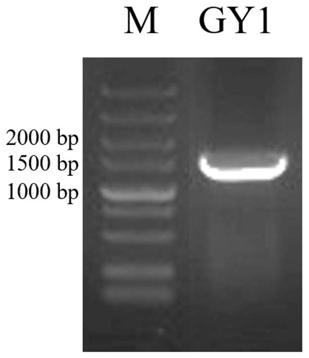 Bacterial strain and application thereof in prevention and treatment of fusarium wilt