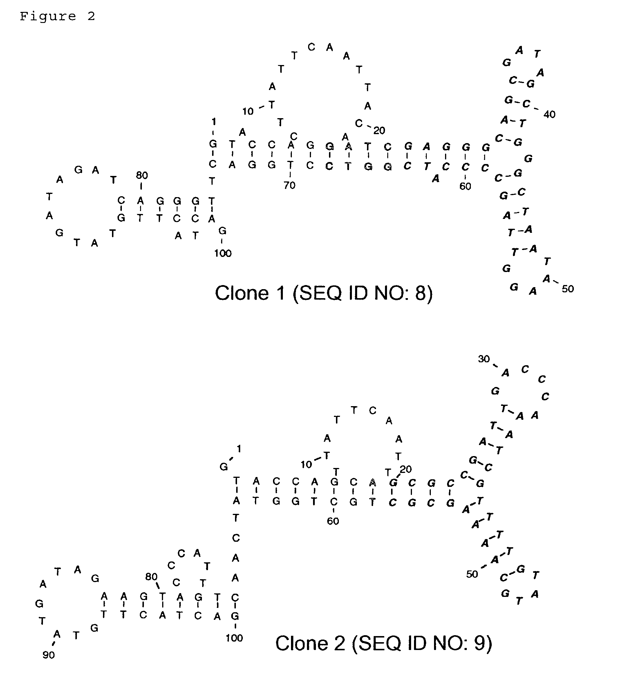 Method for detecting target nucleotide sequences