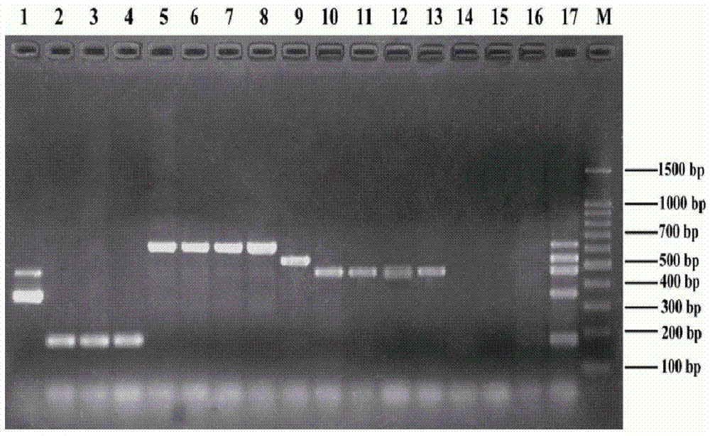 Multiple PCR identification method of salmonella serogroup A, B, C1, C2 or D