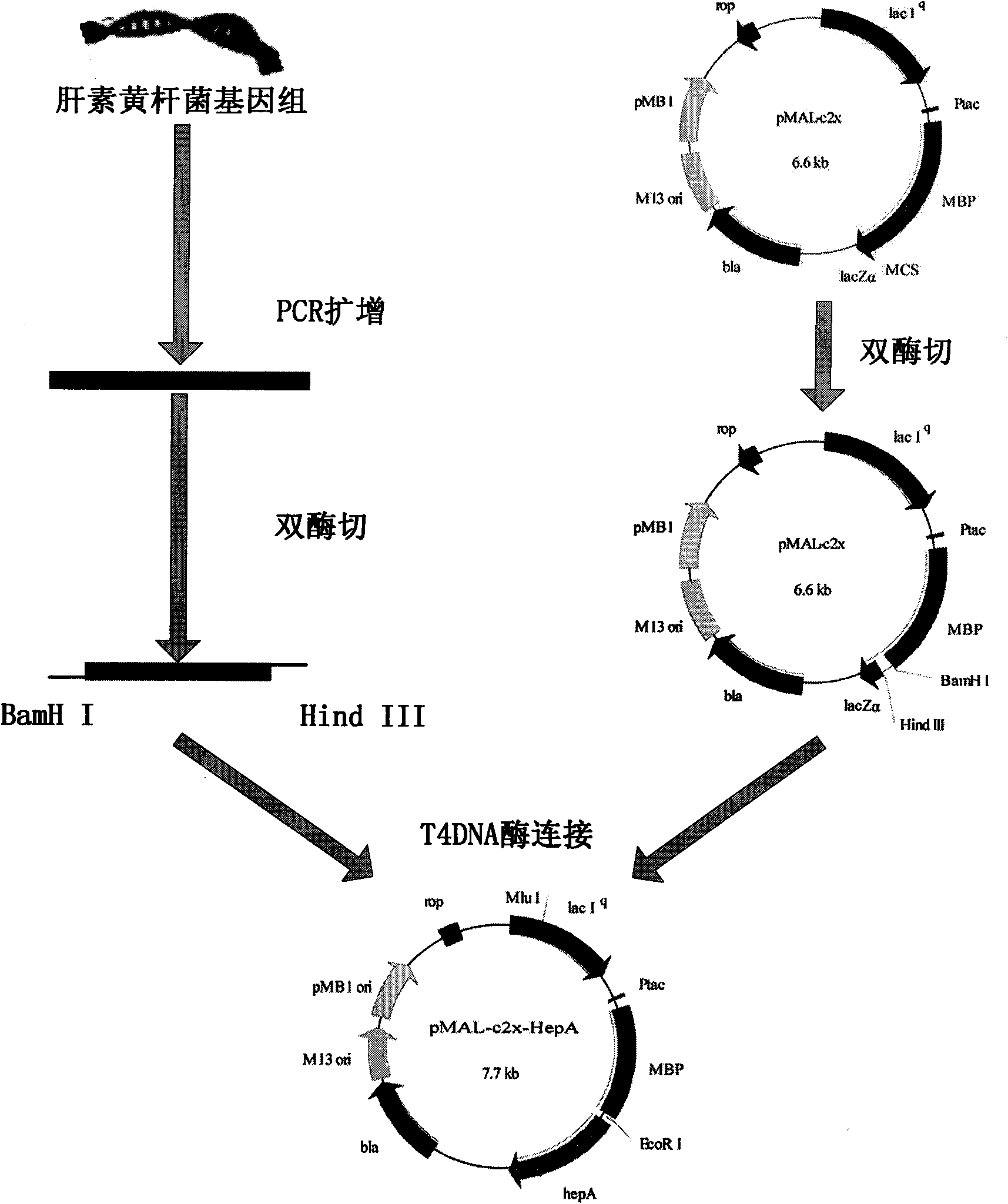 Fusion heparinase and coding gene and preparation method thereof