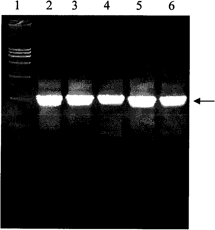 Fusion heparinase and coding gene and preparation method thereof