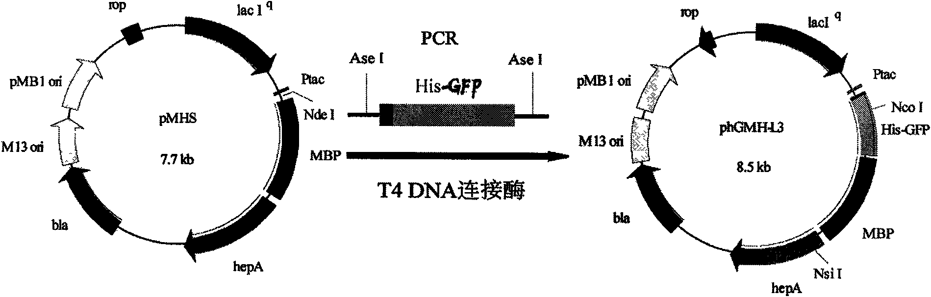 Fusion heparinase and coding gene and preparation method thereof