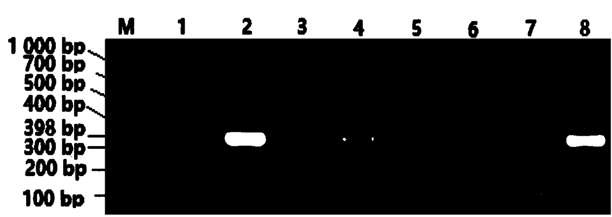 BMP6 gene as molecular marker of litter size trait of black goat