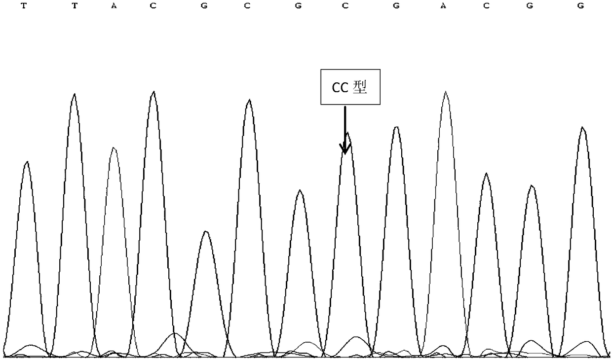 BMP6 gene as molecular marker of litter size trait of black goat