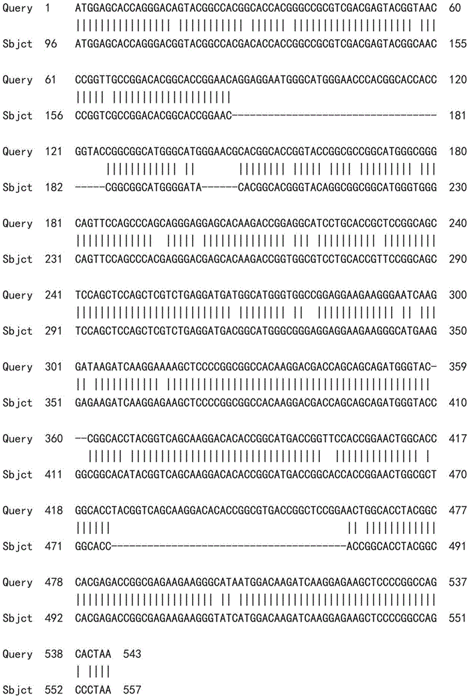 Bermuda grass 'Tifway' dehydrin-L, encoding gene and probe thereof