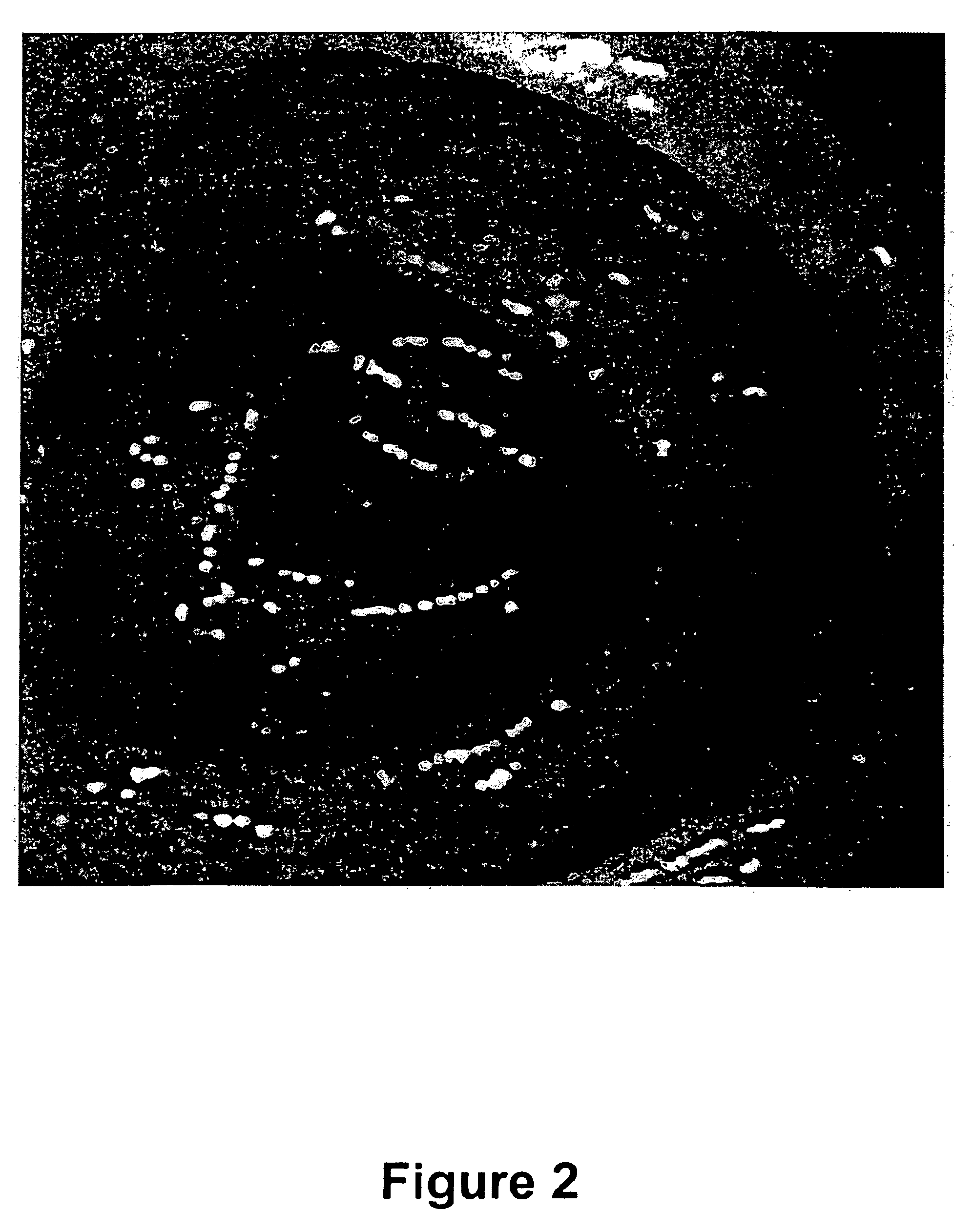 Colonic purgative composition with soluble binding agent