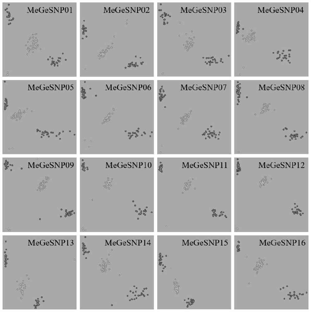 SNP locus and primer combination for identifying germplasm authenticity of cucumis melo, and application