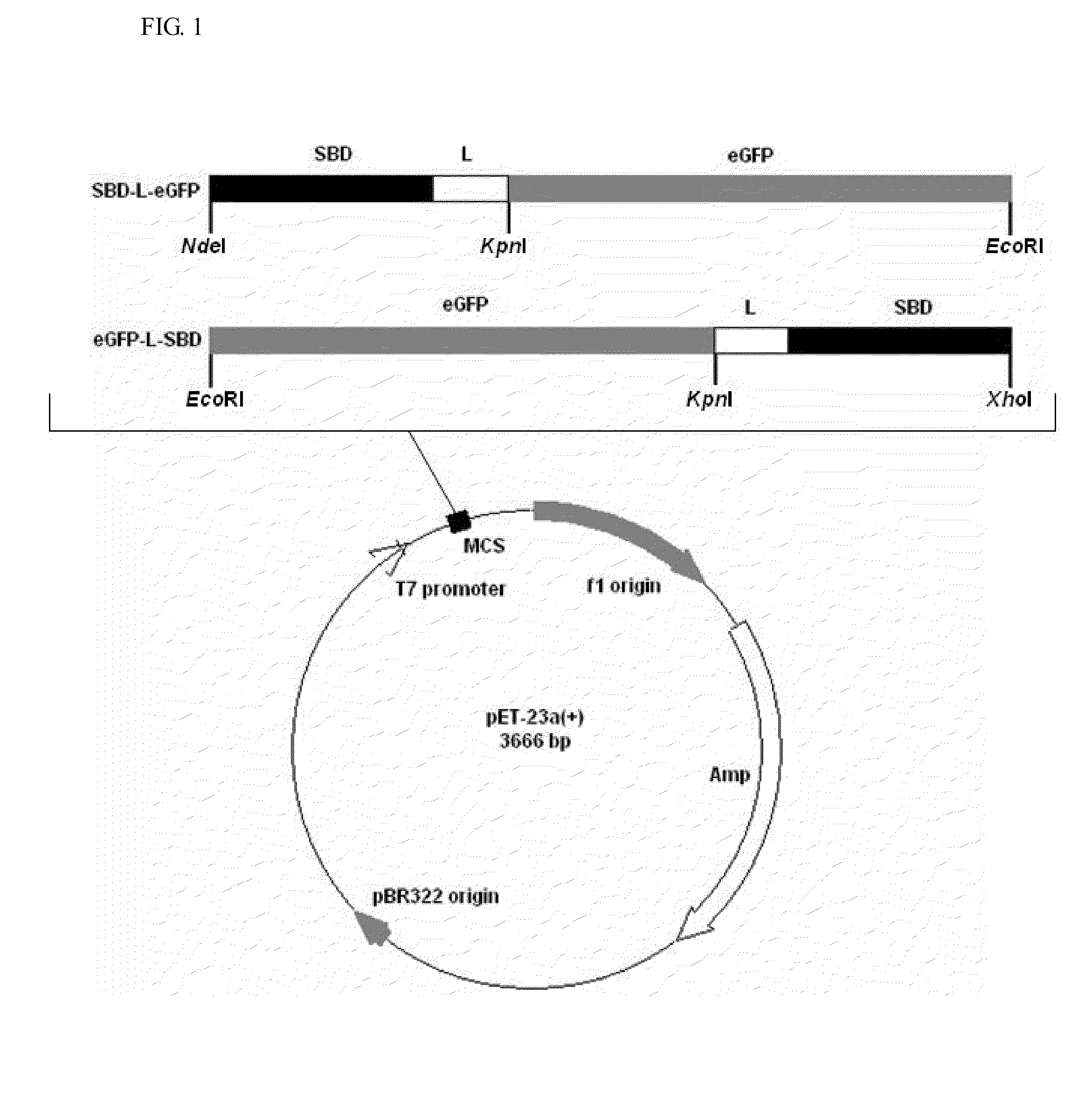 Starch Binding Domain and Use Thereof