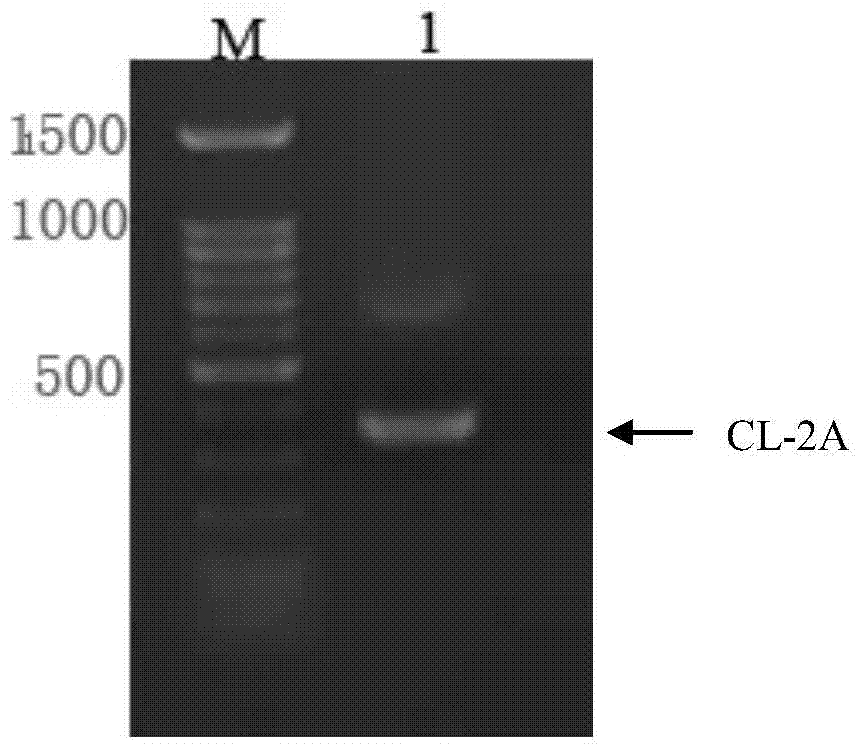 Humanized antibody expression vector and construction method thereof