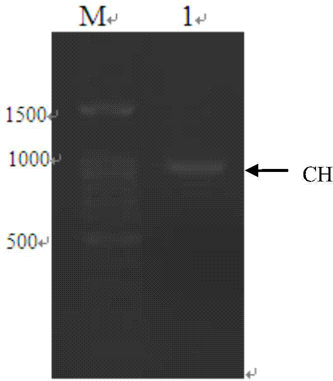 Humanized antibody expression vector and construction method thereof