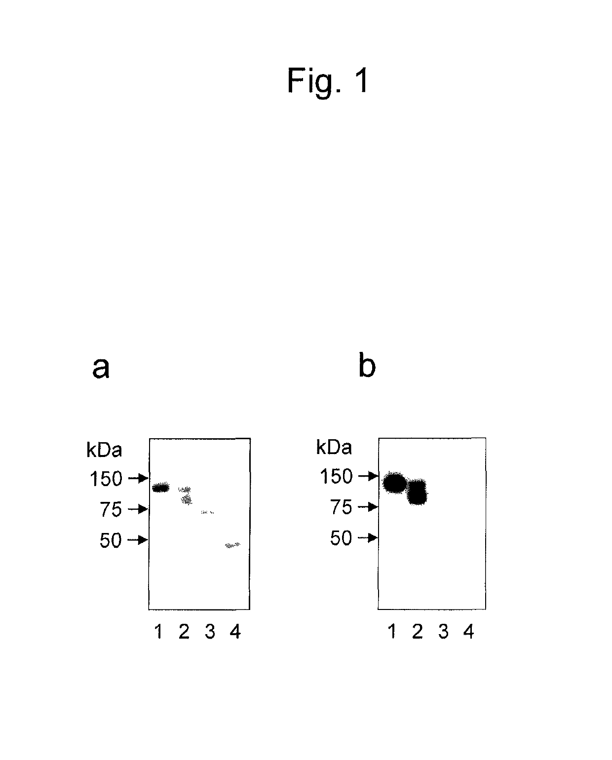 Antibody for detecting epithelial ovarian cancer marker and method for diagnosing epithelial ovarian cancer