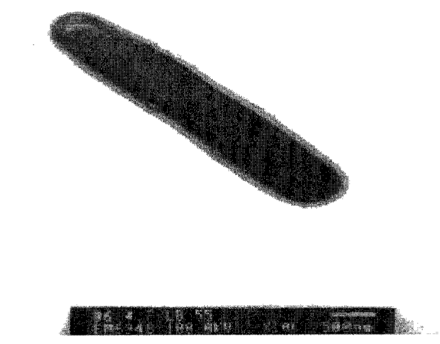 Preparation method, product and application of lactobacillus whole peptidoglycan with effect for resisting beta-lactoglobulin hypersusceptibility