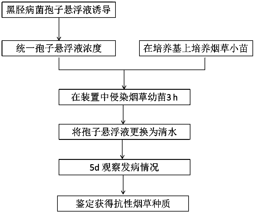 Tobacco black shank resistance identification device and method