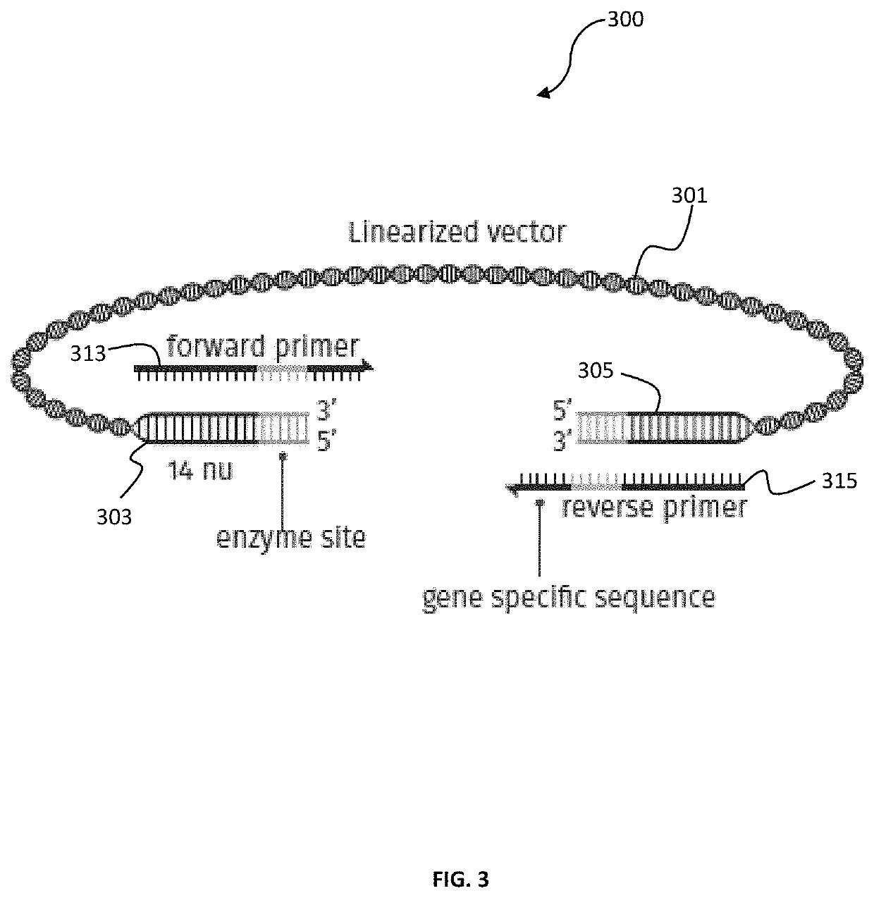 Mixture of cell extract and method for site-directed cloning