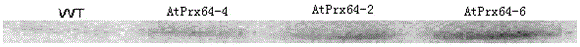 Application of AtPrx64 gene in improving aluminum tolerance of plants