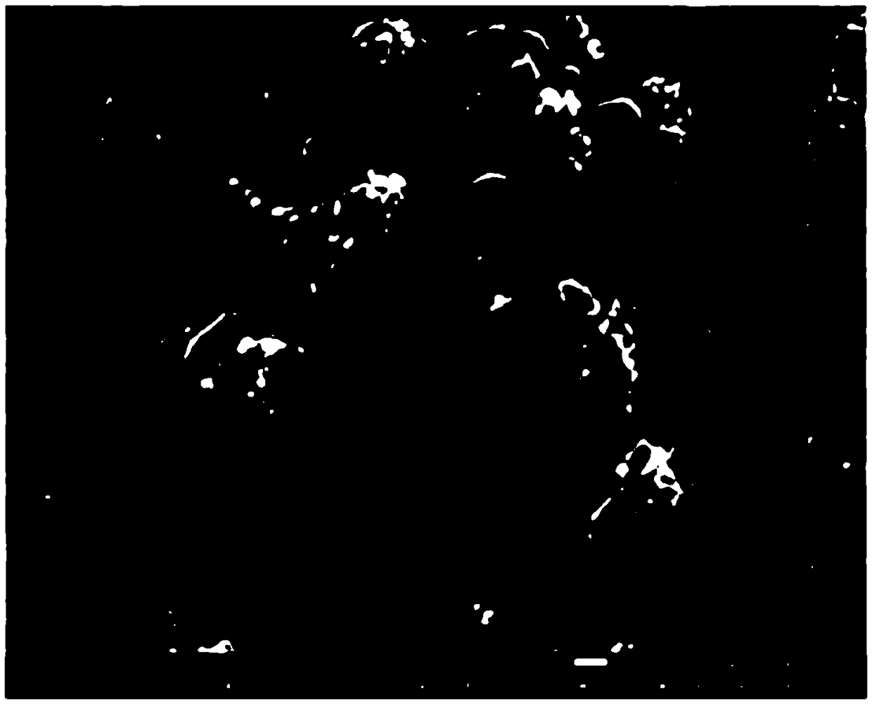 Method for preparing modified SnO2 electrode and application of method for preparing formic acid by photoelectric catalytic reduction of CO2