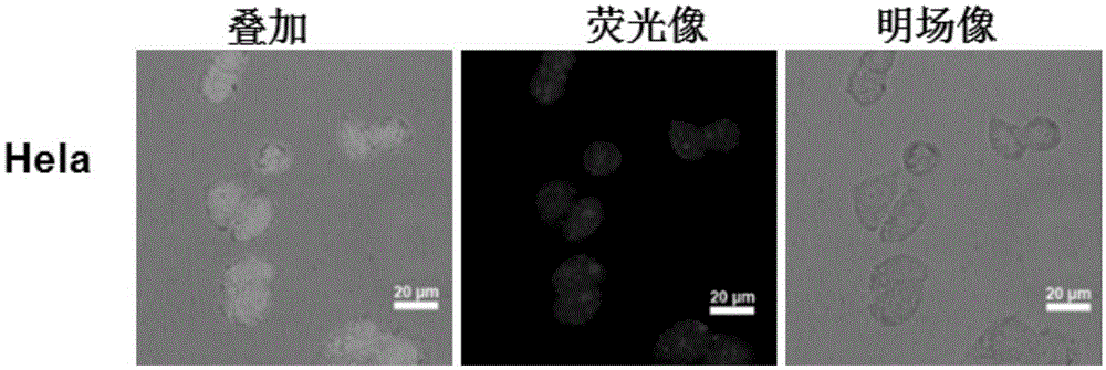 Application of fluorescent carbon dots in living cell nucleolus imaging or RNA labeling or display