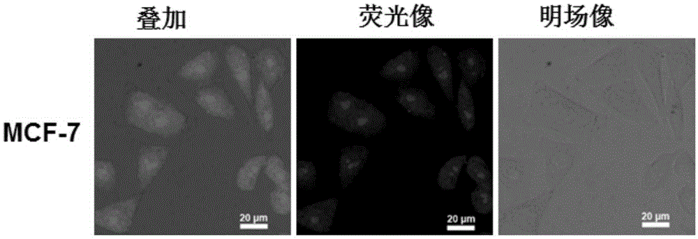 Application of fluorescent carbon dots in living cell nucleolus imaging or RNA labeling or display