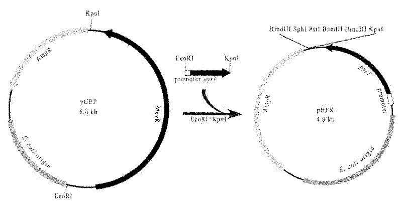 Genetic manipulation system based on Hfx. mediterranei and pyrF gene and its application