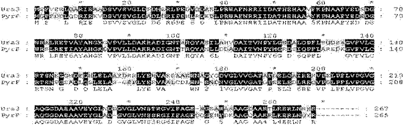 Genetic manipulation system based on Hfx. mediterranei and pyrF gene and its application