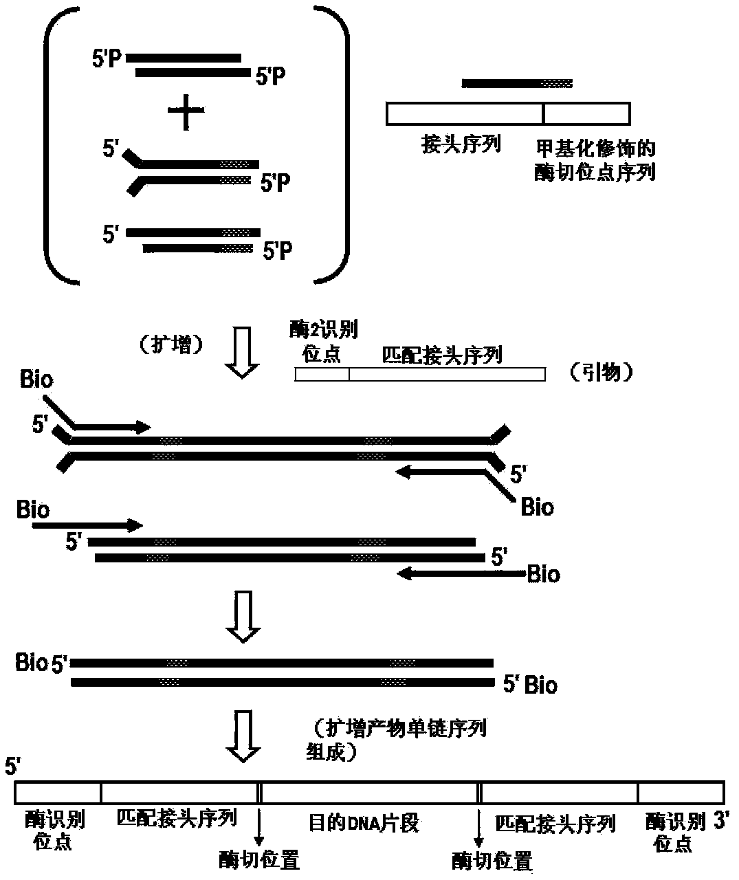 High-throughput sequencing method for methylated DNA and use thereof