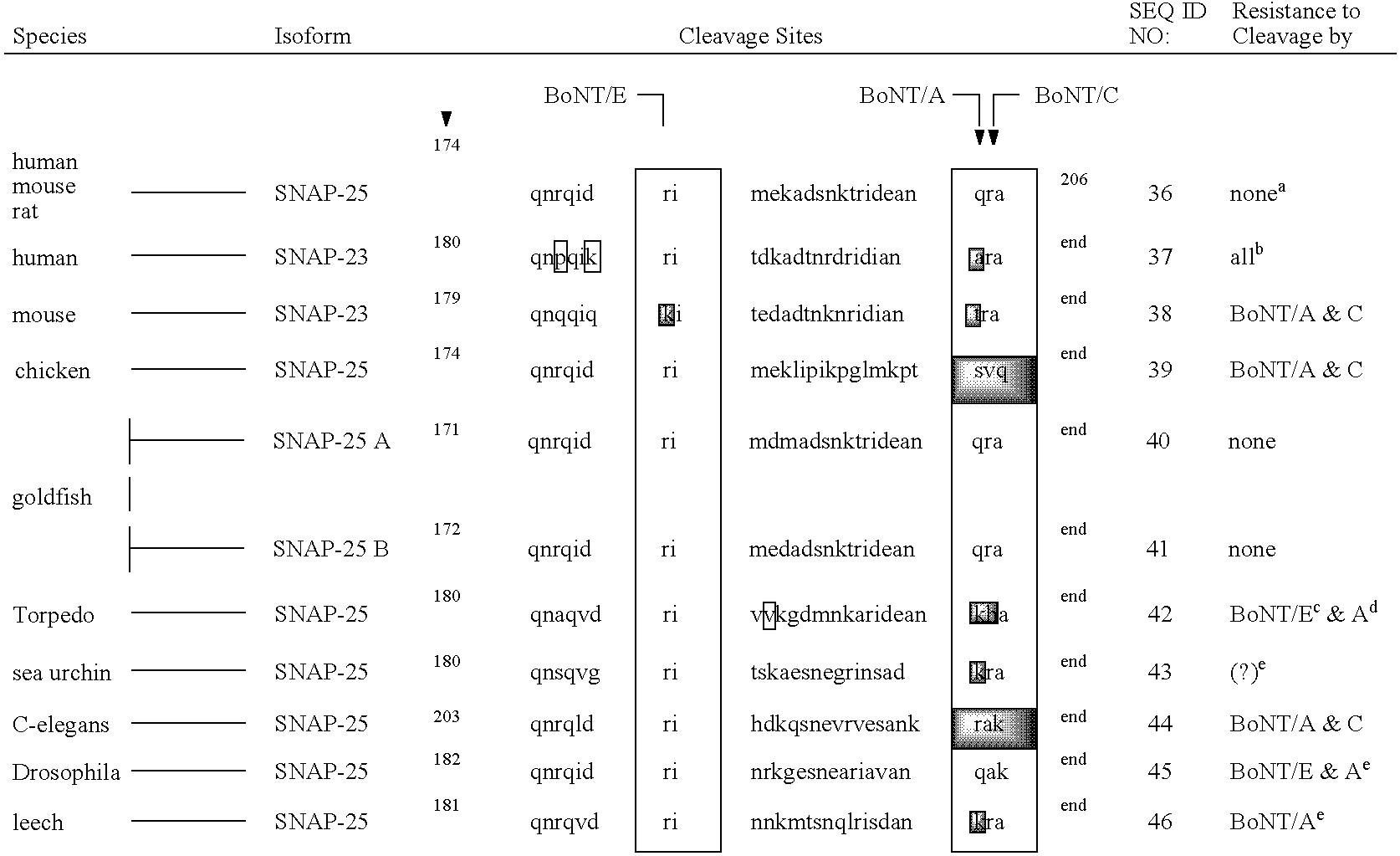 Fluorescence polarization assays for determining clostridial toxin activity