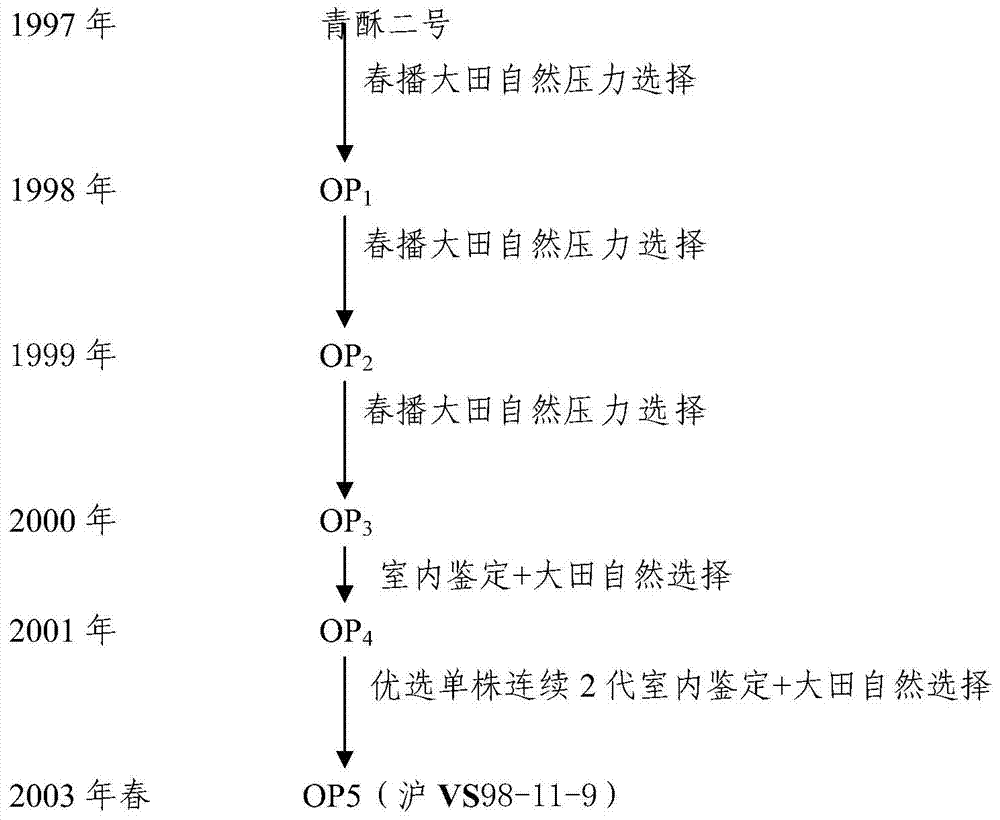 Selective breeding method of new spring-sowing ecological type vegetable soybean variety