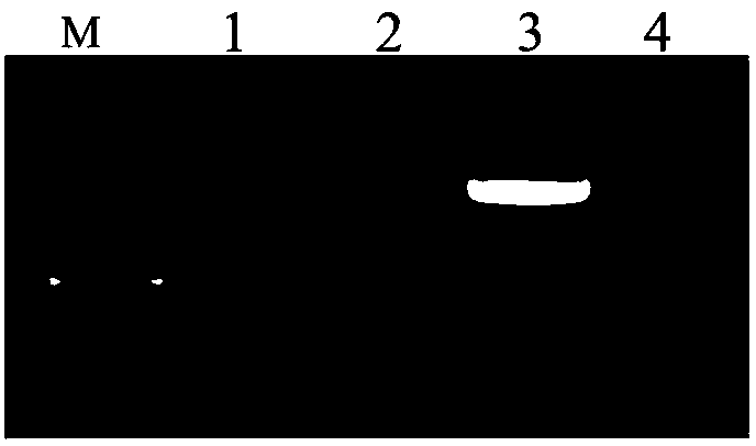 Specific primer sequence capable of being applied in method for identifying different fish, and DNA (Deoxyribose Nucleic Acid) molecular marker method for identifying different fish