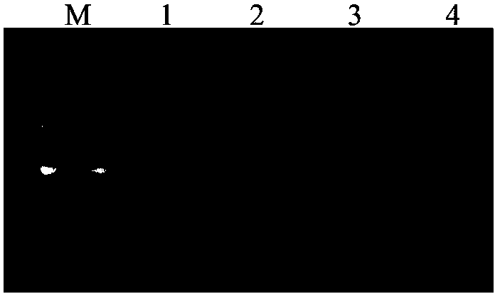 Specific primer sequence capable of being applied in method for identifying different fish, and DNA (Deoxyribose Nucleic Acid) molecular marker method for identifying different fish