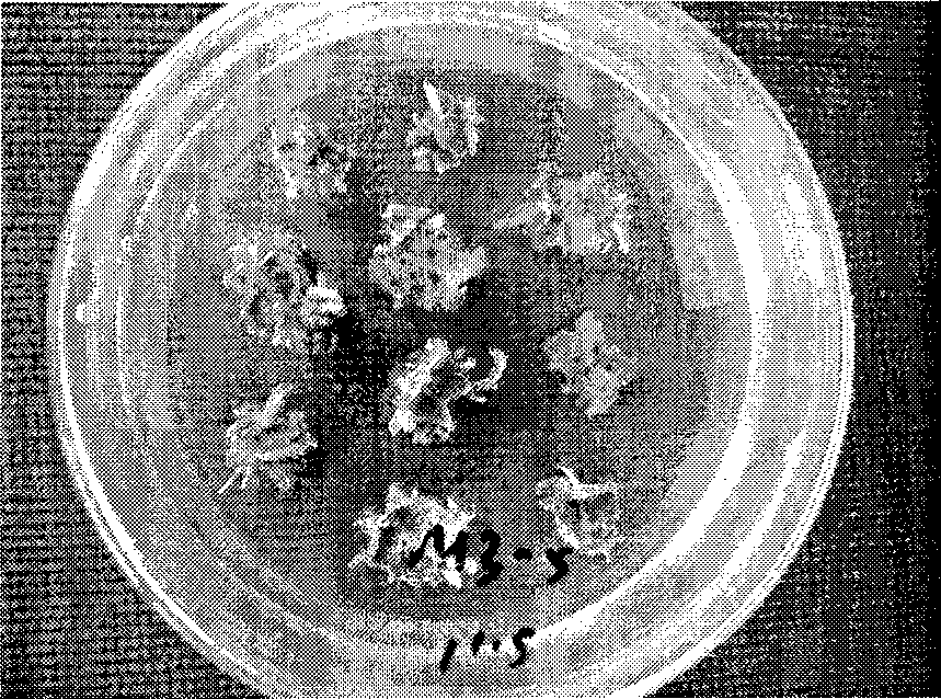 Method for tissue culture of pigment marigold