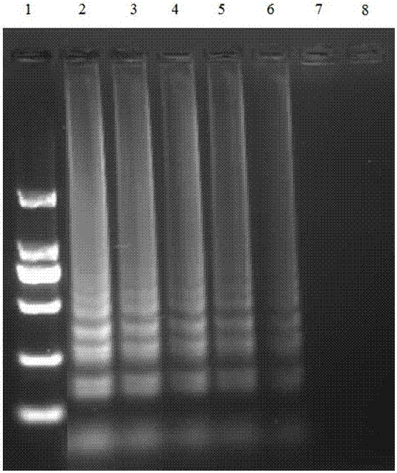 Duck type 2 adenovirus loop-mediated isothermal amplification detection primer group and kit