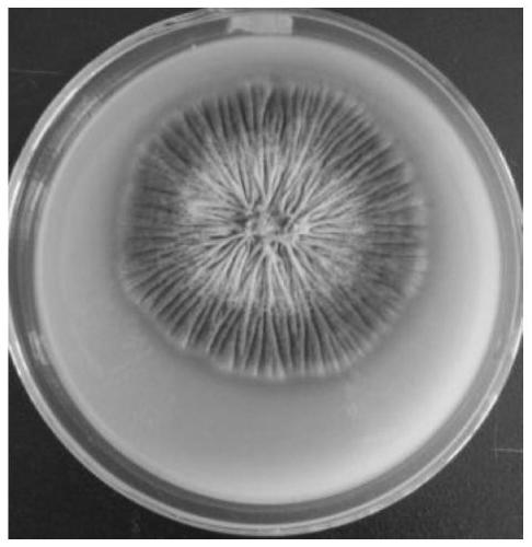 Monascus for high yield of saccharifying enzyme, esterifying enzyme and protease and isolated culture method and application thereof