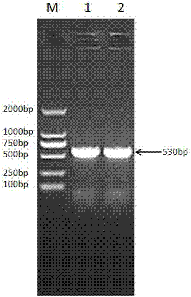 Recombinant bovine long-term interferon alpha and fusion protein for preparing long-term interferon and its preparation method