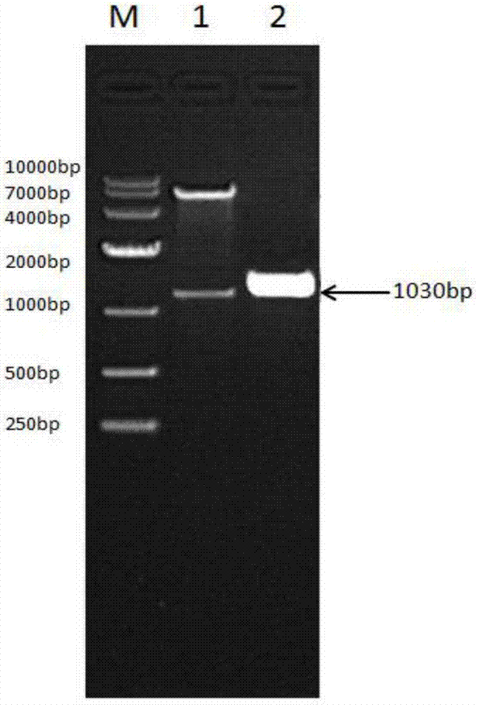 Recombinant bovine long-term interferon alpha and fusion protein for preparing long-term interferon and its preparation method