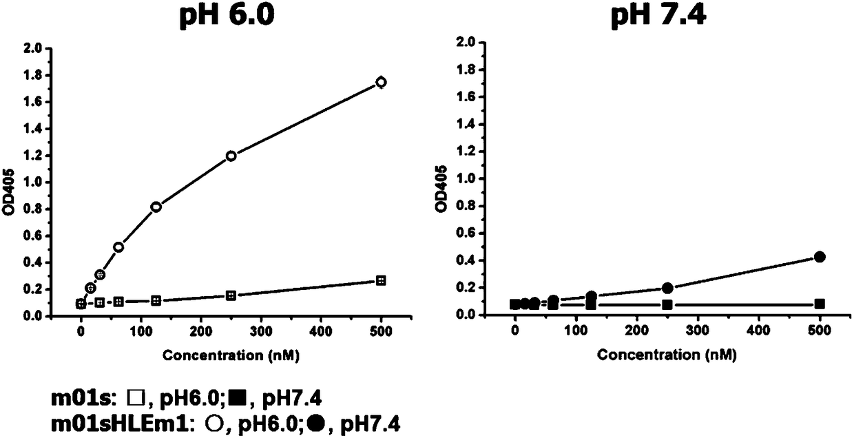 Enhanced CH2 structure domain mutant combined with newborn Fc receptor as well as preparation method and application thereof