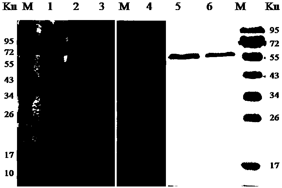 Monoclonal antibody EEEV-6E2 resisting EEEV E2 protein, B-cell epitope peptide recognized by EEEV-6E2 as well as application of EEEV-6E2 and B-cell epitope peptid