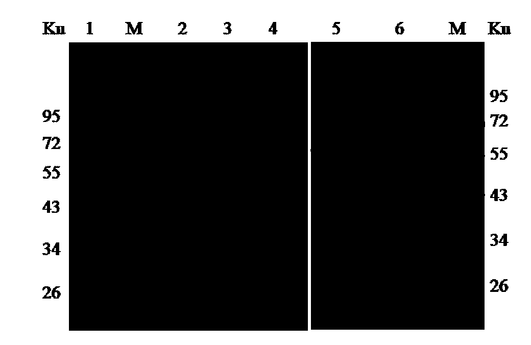 Monoclonal antibody EEEV-6E2 resisting EEEV E2 protein, B-cell epitope peptide recognized by EEEV-6E2 as well as application of EEEV-6E2 and B-cell epitope peptid