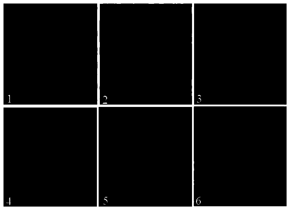 Monoclonal antibody EEEV-6E2 resisting EEEV E2 protein, B-cell epitope peptide recognized by EEEV-6E2 as well as application of EEEV-6E2 and B-cell epitope peptid