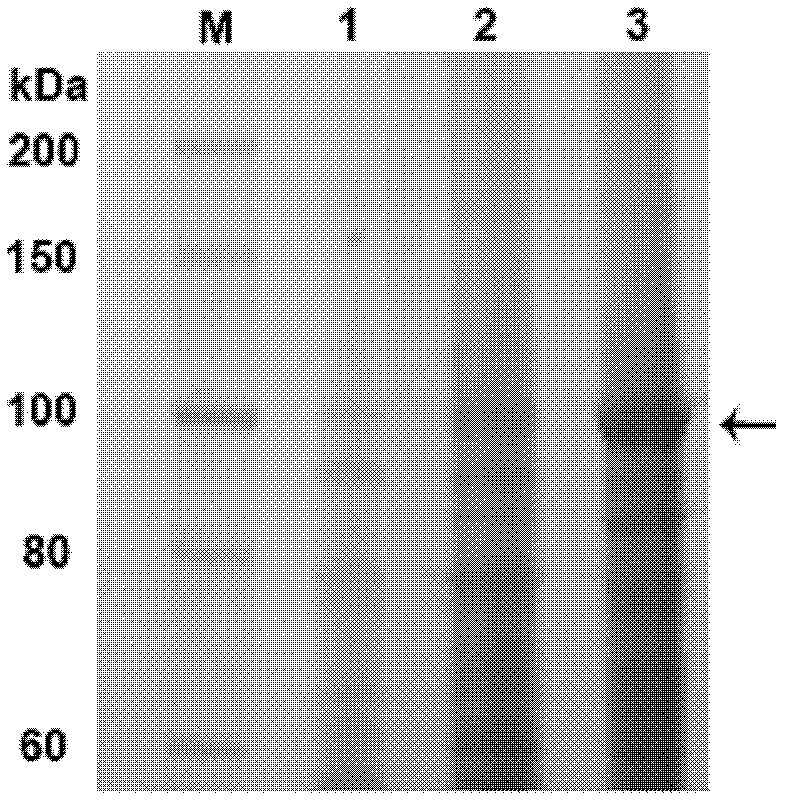 Bt (Bacillus thuringiensis) protein Cry70Ba1 as well as encoding gene and application thereof