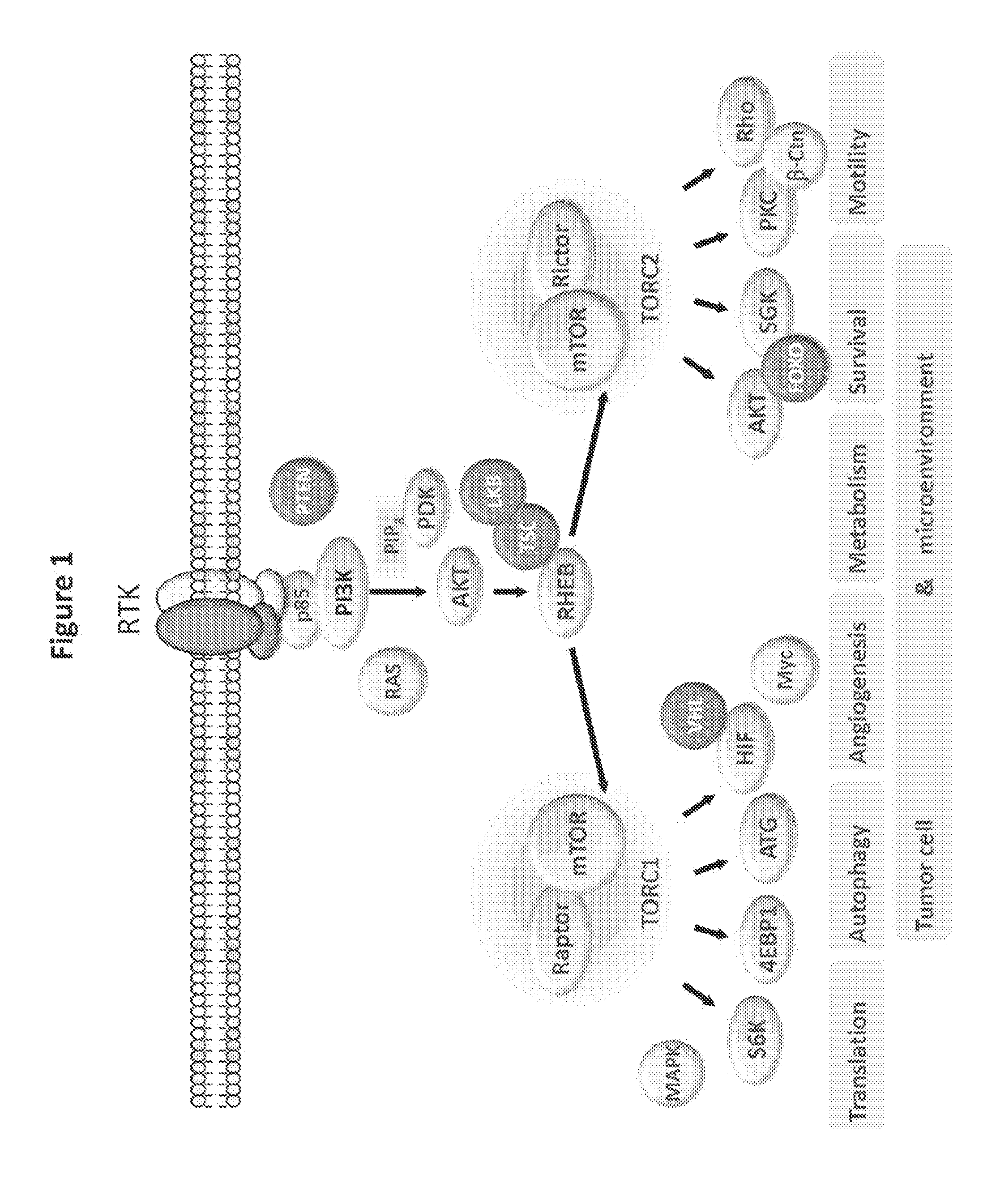 Treatment of polycystic disease