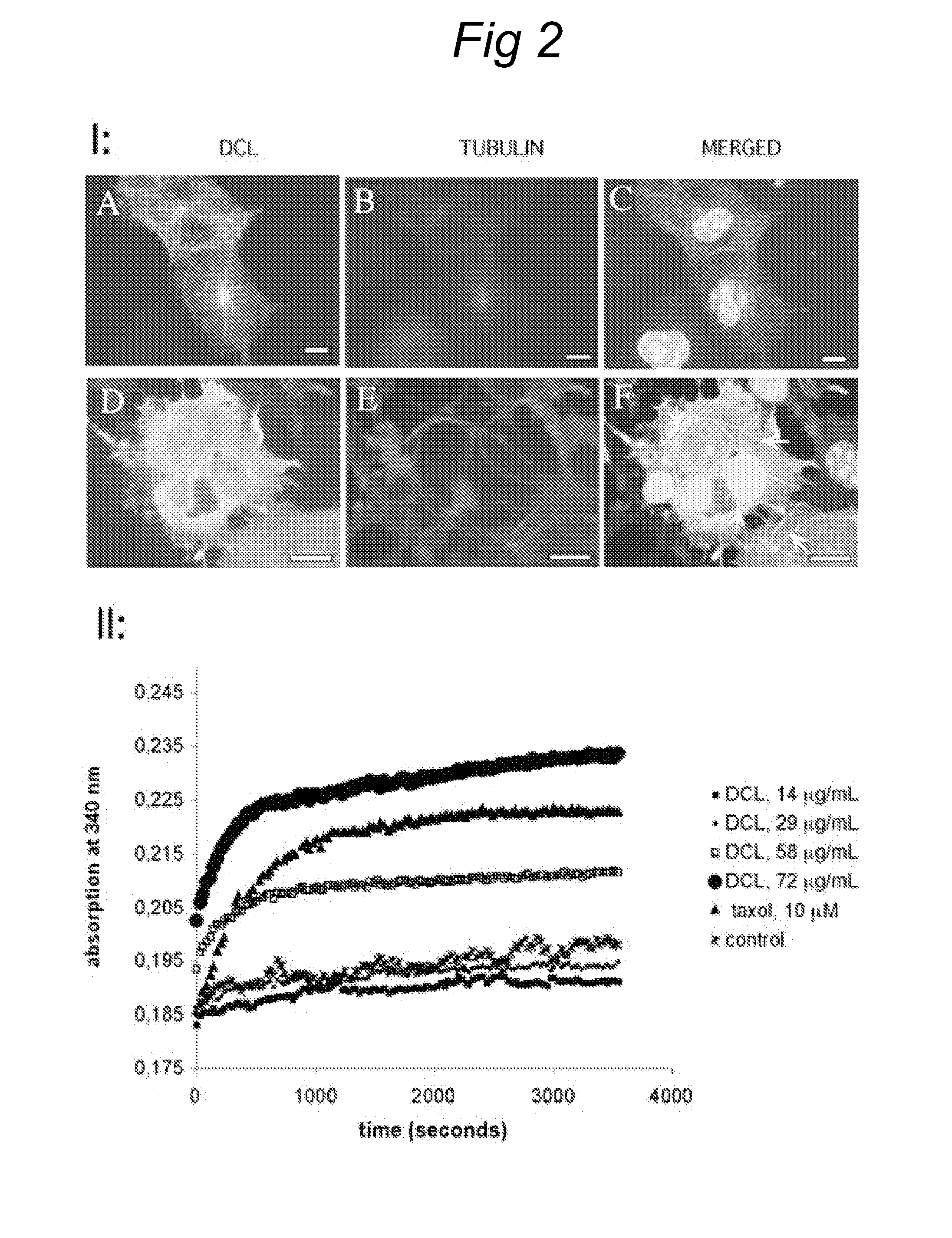 NOVEL mRNA SPLICE VARIANT OF THE DOUBLECORTIN-LIKE KINASE GENE AND ITS USE IN DIAGNOSIS AND THERAPY OF CANCERS OF NEUROECTODERMAL ORIGIN