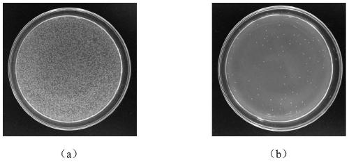 Flower-like zinc phosphate nanoparticle antibacterial material and preparation method and application thereof