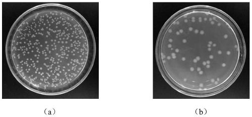 Flower-like zinc phosphate nanoparticle antibacterial material and preparation method and application thereof